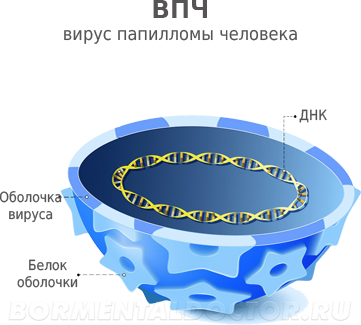 Папилломы и бородавки